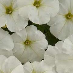 Petúnie 'Ray White' - Petunia hybrida 'Ray White'