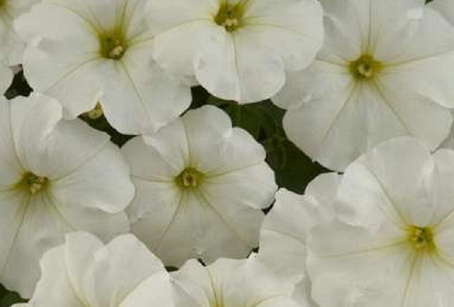 Petúnie 'Ray White' - Petunia hybrida 'Ray White'