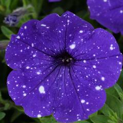 Petúnie 'Splash Dance Bolero Blue' - Petunia hybrida 'Splash Dance Bolero Blue'