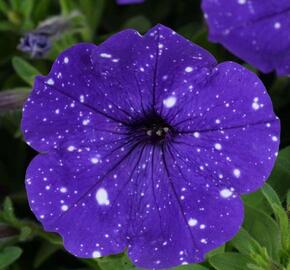 Petúnie 'Splash Dance Bolero Blue' - Petunia hybrida 'Splash Dance Bolero Blue'