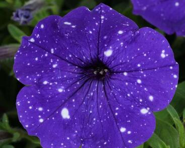 Petúnie 'Splash Dance Bolero Blue'