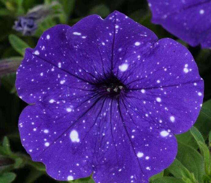 Petúnie 'Splash Dance Bolero Blue' - Petunia hybrida 'Splash Dance Bolero Blue'