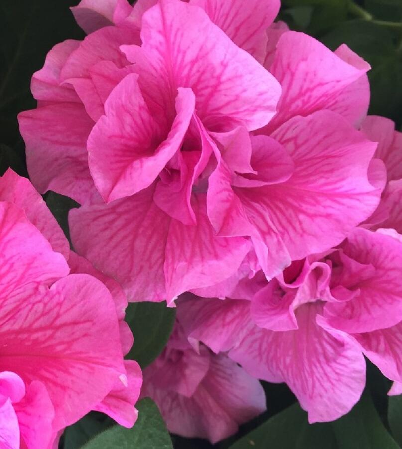 Petúnie 'Tumbelina Candyfloss' - Petunia hybrida 'Tumbelina Candyfloss'