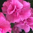 Petúnie 'Tumbelina Candyfloss' - Petunia hybrida 'Tumbelina Candyfloss'