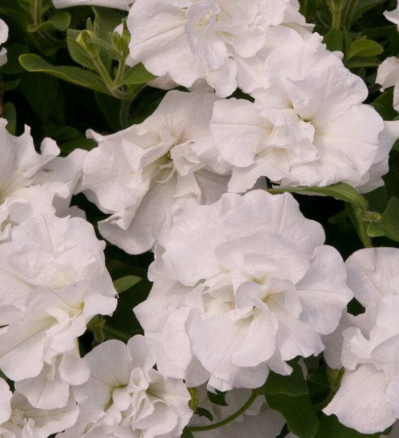 Petúnie 'Tumbelina Diana' - Petunia hybrida 'Tumbelina Diana'