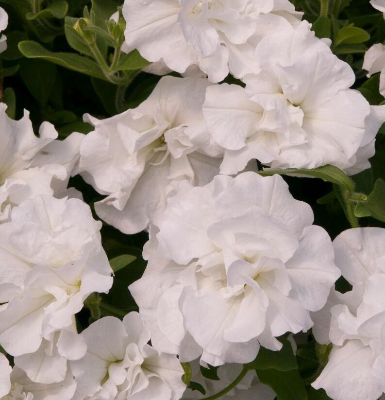 Petúnie 'Tumbelina Diana' - Petunia hybrida 'Tumbelina Diana'