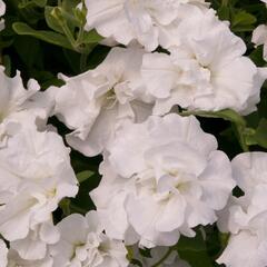 Petúnie 'Tumbelina Diana' - Petunia hybrida 'Tumbelina Diana'