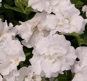 Petúnie 'Tumbelina Diana' - Petunia hybrida 'Tumbelina Diana'