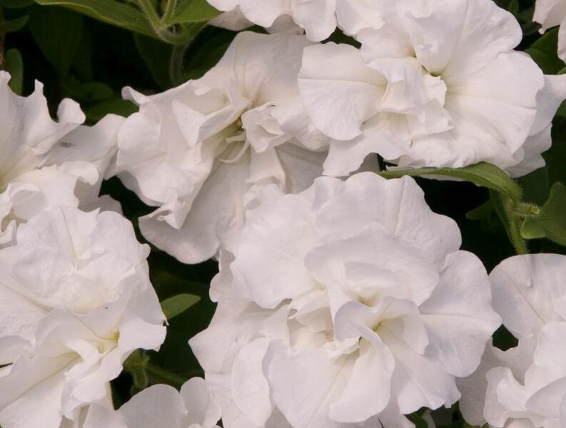 Petúnie 'Tumbelina Diana' - Petunia hybrida 'Tumbelina Diana'