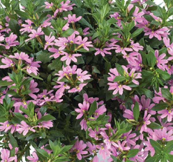 Vějířovka nezlomná 'Pink Blessing' - Scaevola aemula 'Pink Blessing'