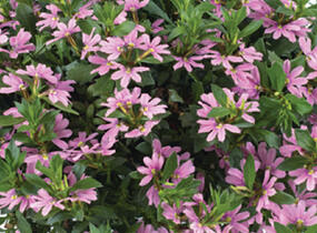 Vějířovka nezlomná 'Pink Blessing' - Scaevola aemula 'Pink Blessing'