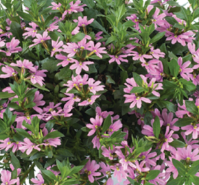 Vějířovka nezlomná 'Pink Blessing' - Scaevola aemula 'Pink Blessing'