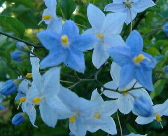 Lilek jasmínovitý 'Early Blue' - Solanum jasminoides 'Early Blue'