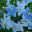 Lilek jasmínovitý 'Early Blue' - Solanum jasminoides 'Early Blue'