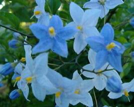 Lilek jasmínovitý 'Early Blue'