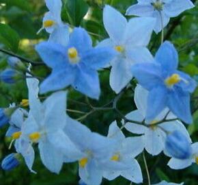 Lilek jasmínovitý 'Early Blue' - Solanum jasminoides 'Early Blue'