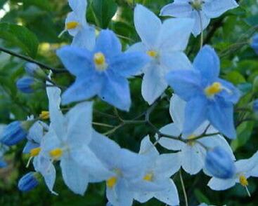 Lilek jasmínovitý 'Early Blue'