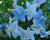 Lilek jasmínovitý 'Early Blue'