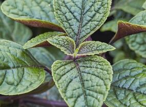 Rýmovník, moud keřovitý 'Nikki' - Plectranthus frutiosus 'Nikki'