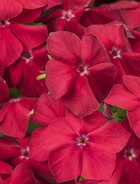 Plamenka drummondova 'Phloxstar Red' - Phlox drummondii 'Phloxstar Red'