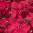 Plamenka drummondova 'Phloxstar Red' - Phlox drummondii 'Phloxstar Red'