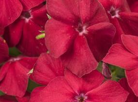 Plamenka drummondova 'Phloxstar Red' - Phlox drummondii 'Phloxstar Red'