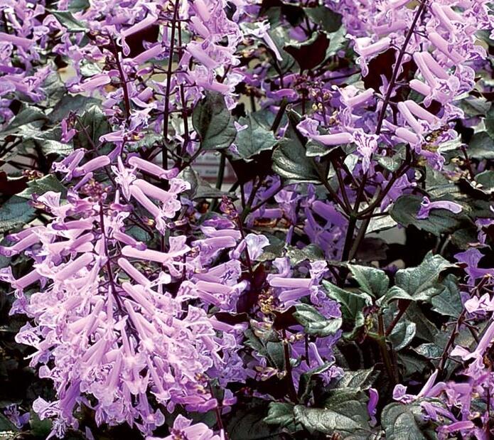 Moud 'Velvet Elvis' - Plectranthus saccatus 'Velvet Elvis'
