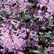 Moud 'Velvet Elvis' - Plectranthus saccatus 'Velvet Elvis'