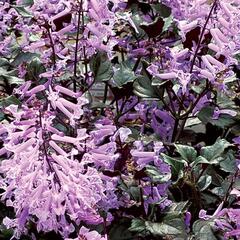 Moud 'Velvet Elvis' - Plectranthus saccatus 'Velvet Elvis'