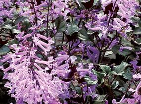 Moud 'Velvet Elvis' - Plectranthus saccatus 'Velvet Elvis'