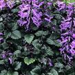 Moud 'Velvet Elvis' - Plectranthus saccatus 'Velvet Elvis'