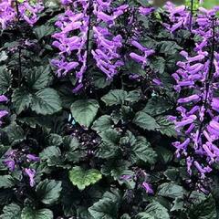 Moud 'Velvet Elvis' - Plectranthus saccatus 'Velvet Elvis'