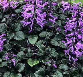 Moud 'Velvet Elvis' - Plectranthus saccatus 'Velvet Elvis'