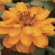 Ostálka hybrida 'Profusion Double Gold' - Zinnia hybrida 'Profusion Double Gold'