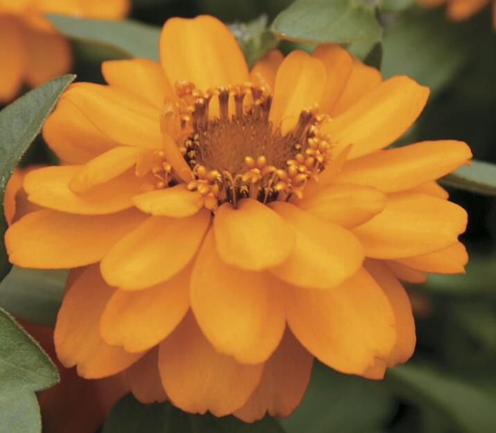 Ostálka hybrida 'Profusion Double Gold' - Zinnia hybrida 'Profusion Double Gold'