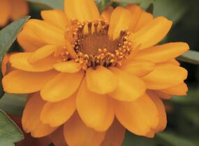 Ostálka hybrida 'Profusion Double Gold' - Zinnia hybrida 'Profusion Double Gold'