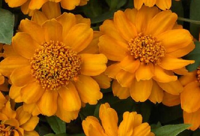 Ostálka hybrida 'Profusion Double Gold' - Zinnia hybrida 'Profusion Double Gold'