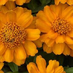 Ostálka hybrida 'Profusion Double Gold' - Zinnia hybrida 'Profusion Double Gold'