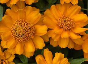 Ostálka hybrida 'Profusion Double Gold' - Zinnia hybrida 'Profusion Double Gold'