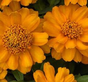 Ostálka hybrida 'Profusion Double Gold' - Zinnia hybrida 'Profusion Double Gold'