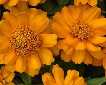 Ostálka hybrida 'Profusion Double Gold'