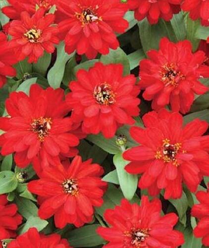 Ostálka hybrida 'Profusion Double Red' - Zinnia hybrida 'Profusion Double Red'