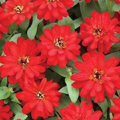 Ostálka hybrida 'Profusion Double Red' - Zinnia hybrida 'Profusion Double Red'