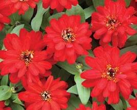 Ostálka hybrida 'Profusion Double Red'