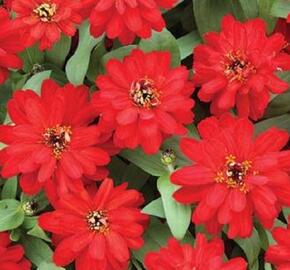 Ostálka hybrida 'Profusion Double Red' - Zinnia hybrida 'Profusion Double Red'