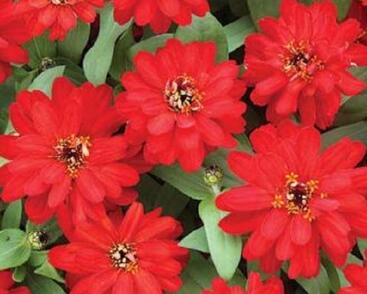 Ostálka hybrida 'Profusion Double Red'