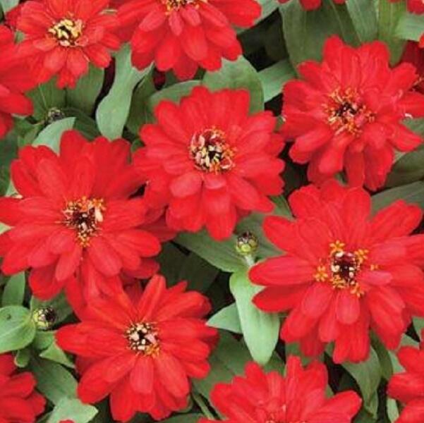 Ostálka hybrida 'Profusion Double Red' - Zinnia hybrida 'Profusion Double Red'