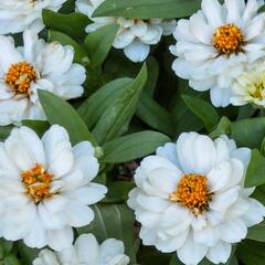 Ostálka hybrida 'Profusion Double White' - Zinnia hybrida 'Profusion Double White'