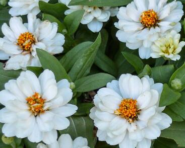 Ostálka hybrida 'Profusion Double White'
