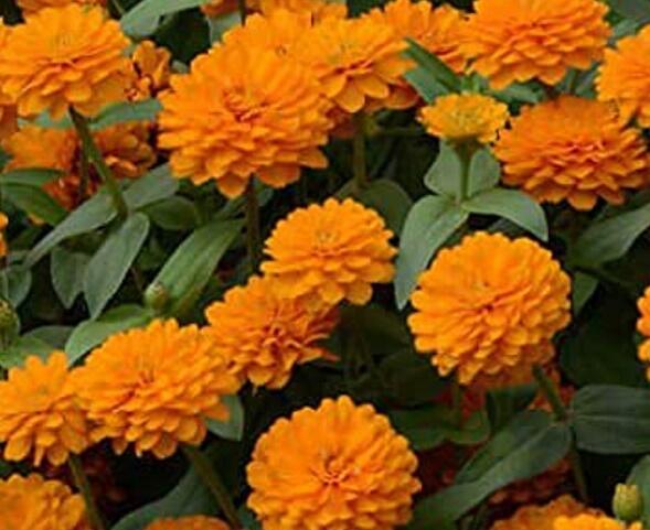 Ostálka hybrida 'Zahara Double Bright Orange' - Zinnia hybrida 'Zahara Double Bright Orange'